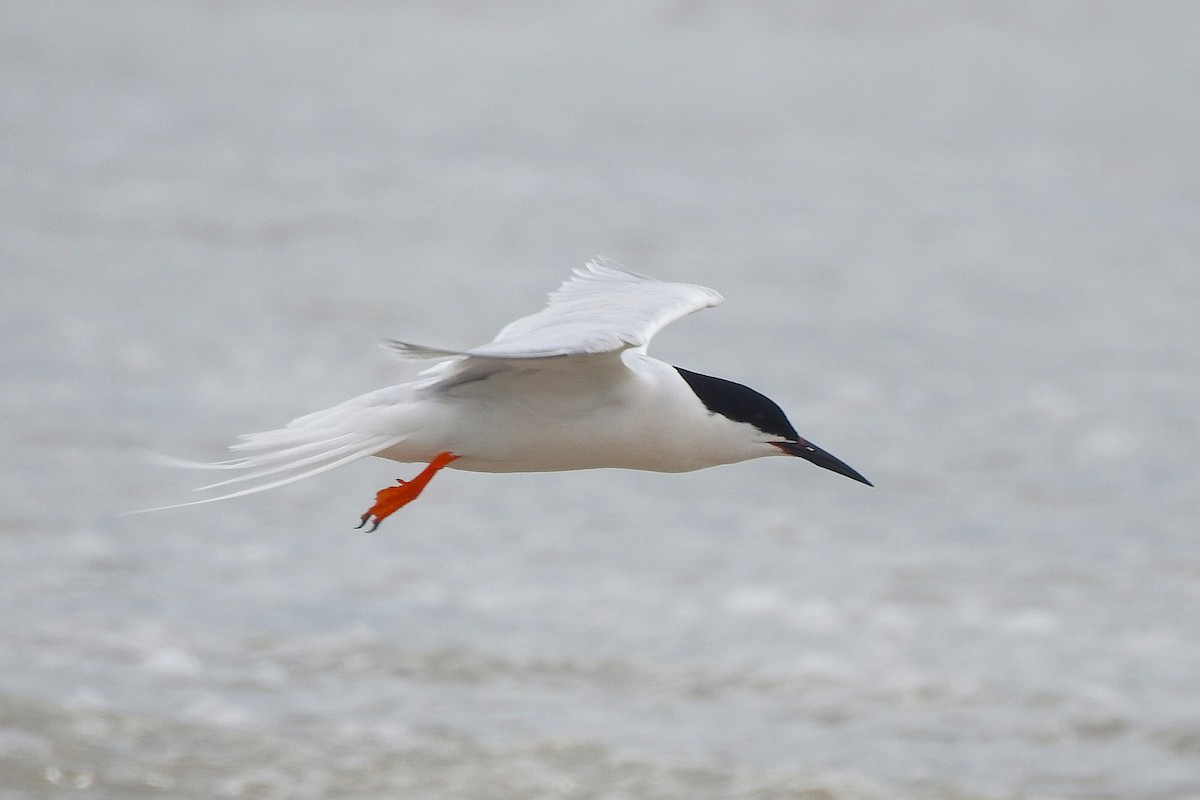 Sterne de Dougall - ML638592671