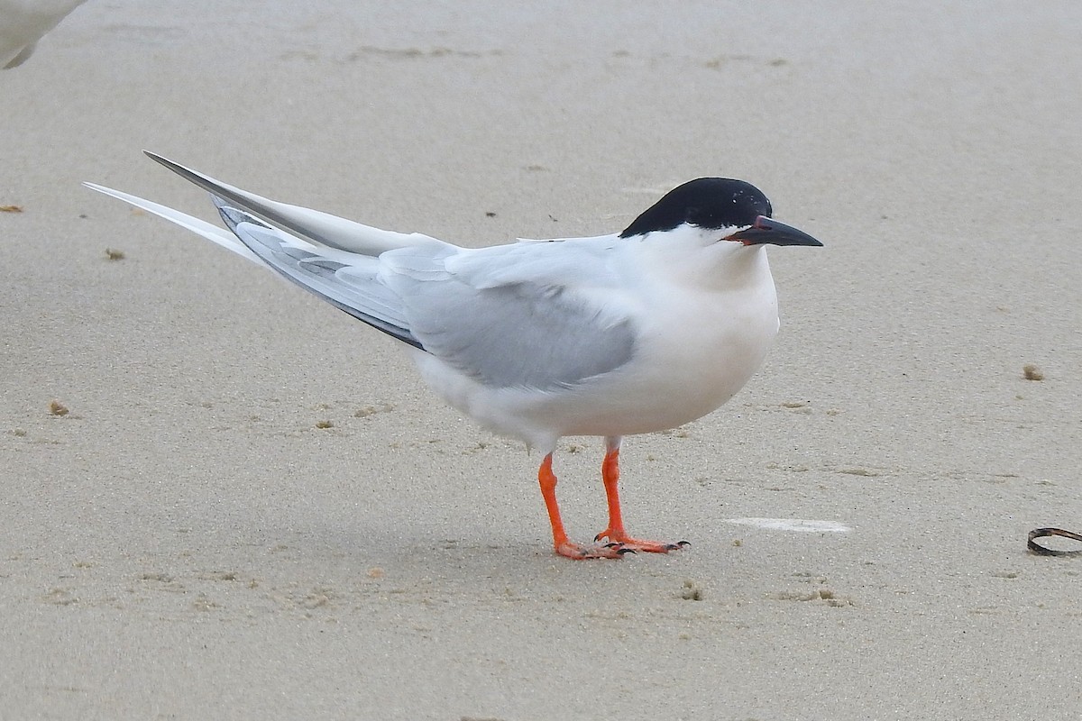 Sterne de Dougall - ML638592672