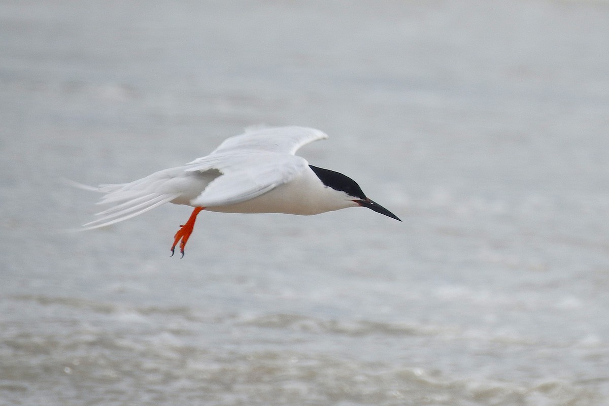 Sterne de Dougall - ML638592673