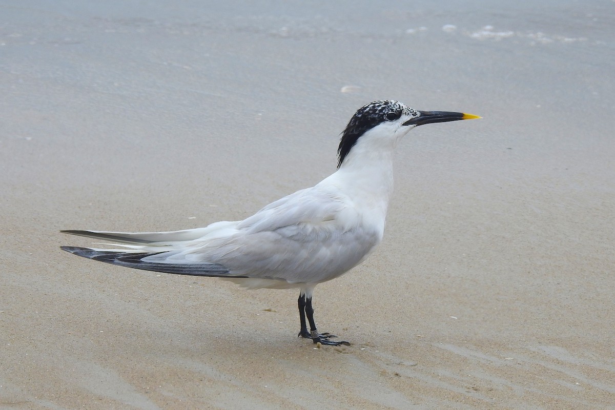 Sterne caugek - ML638592678