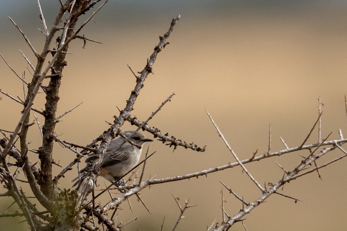 African Gray Flycatcher - ML638592682