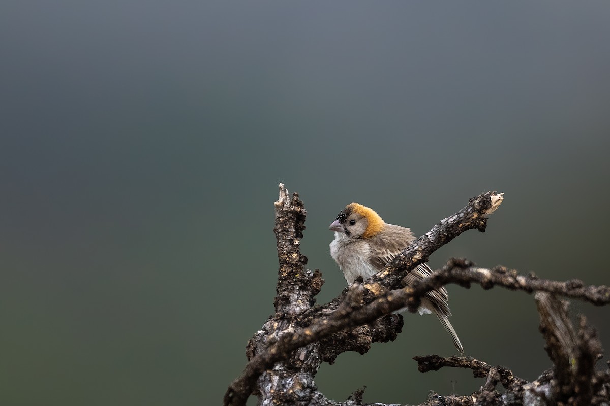 Speckle-fronted Weaver - ML638592692