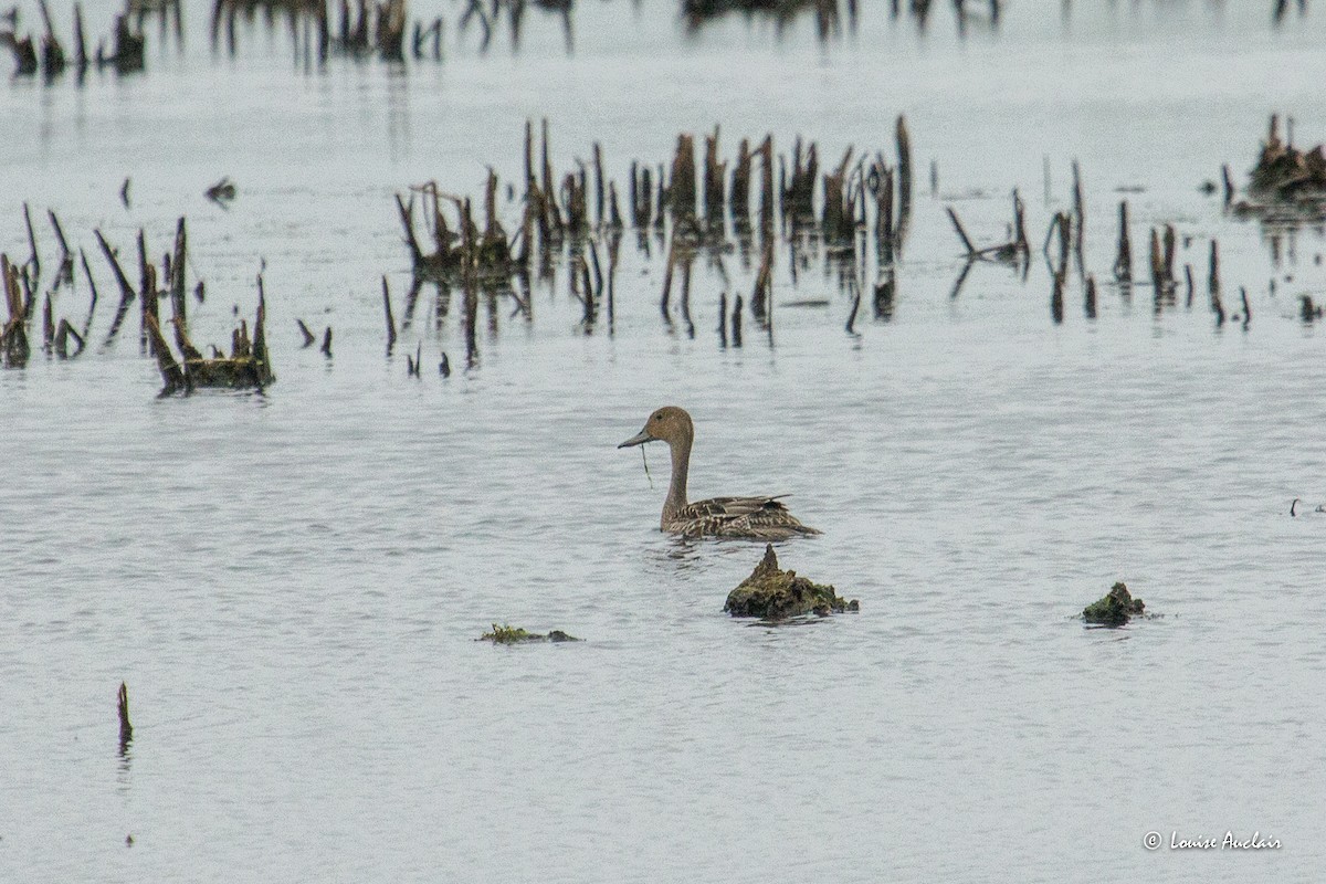 Northern Pintail - ML638592731