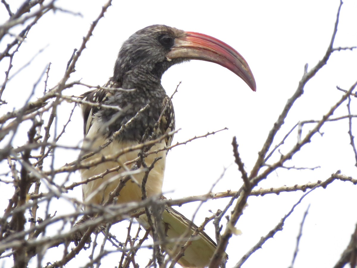 Monteiro's Hornbill - ML638592746