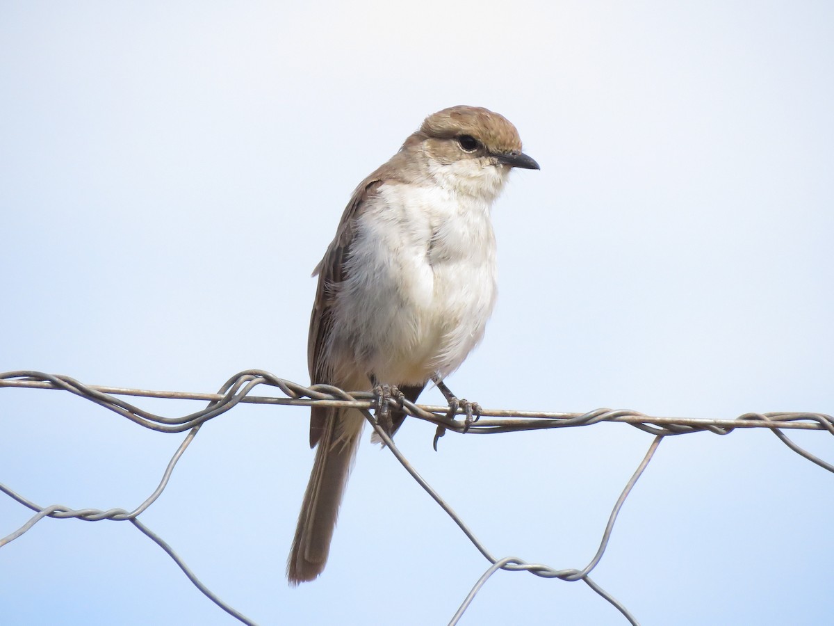 Marico Flycatcher - ML638592762