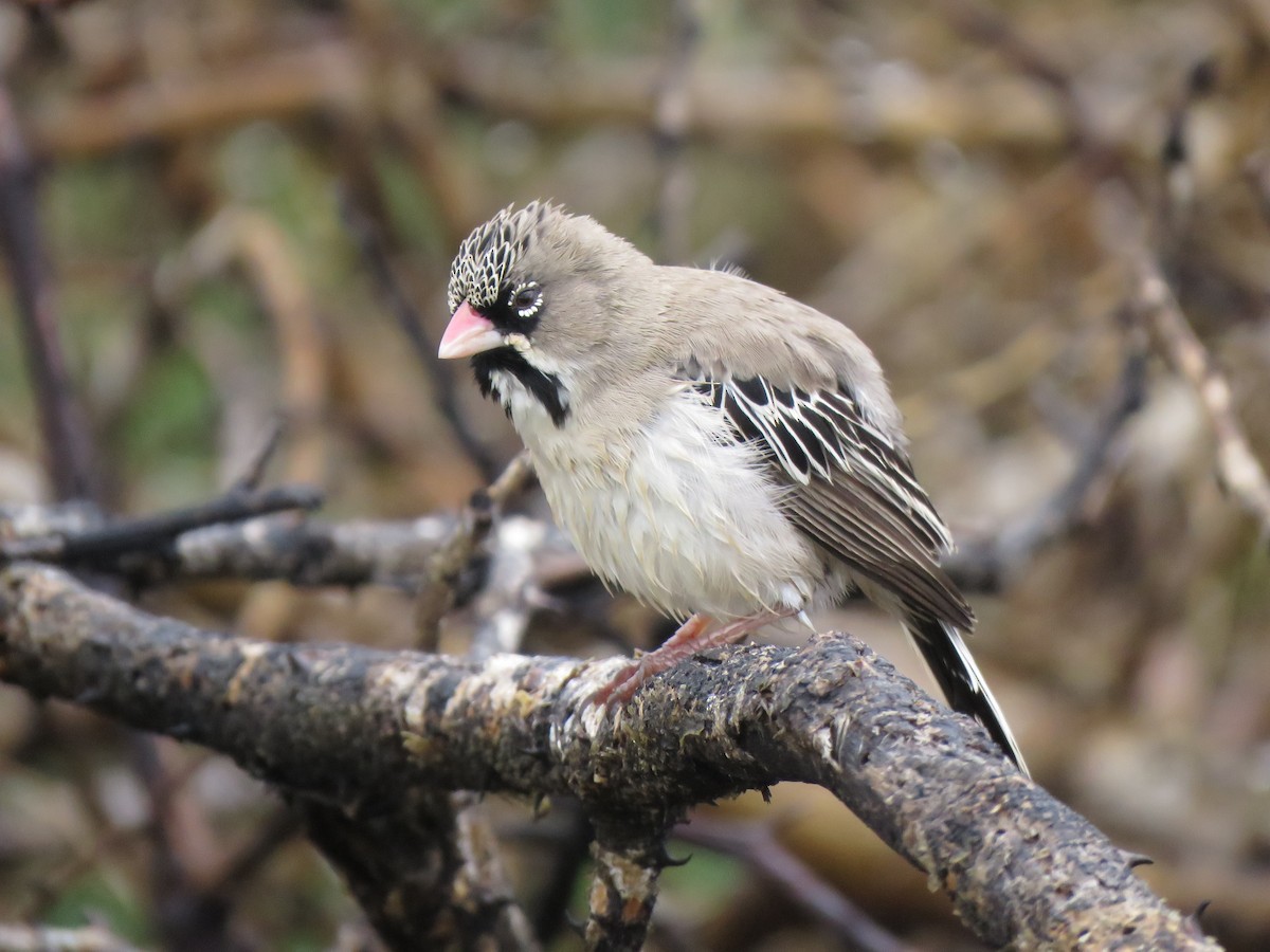 Scaly Weaver - ML638592767