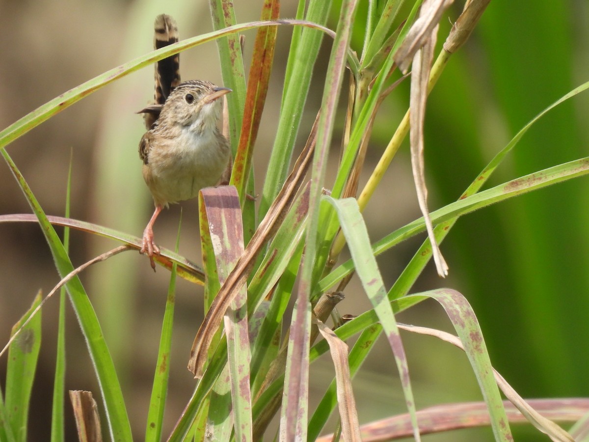 Grass Wren - ML638592783