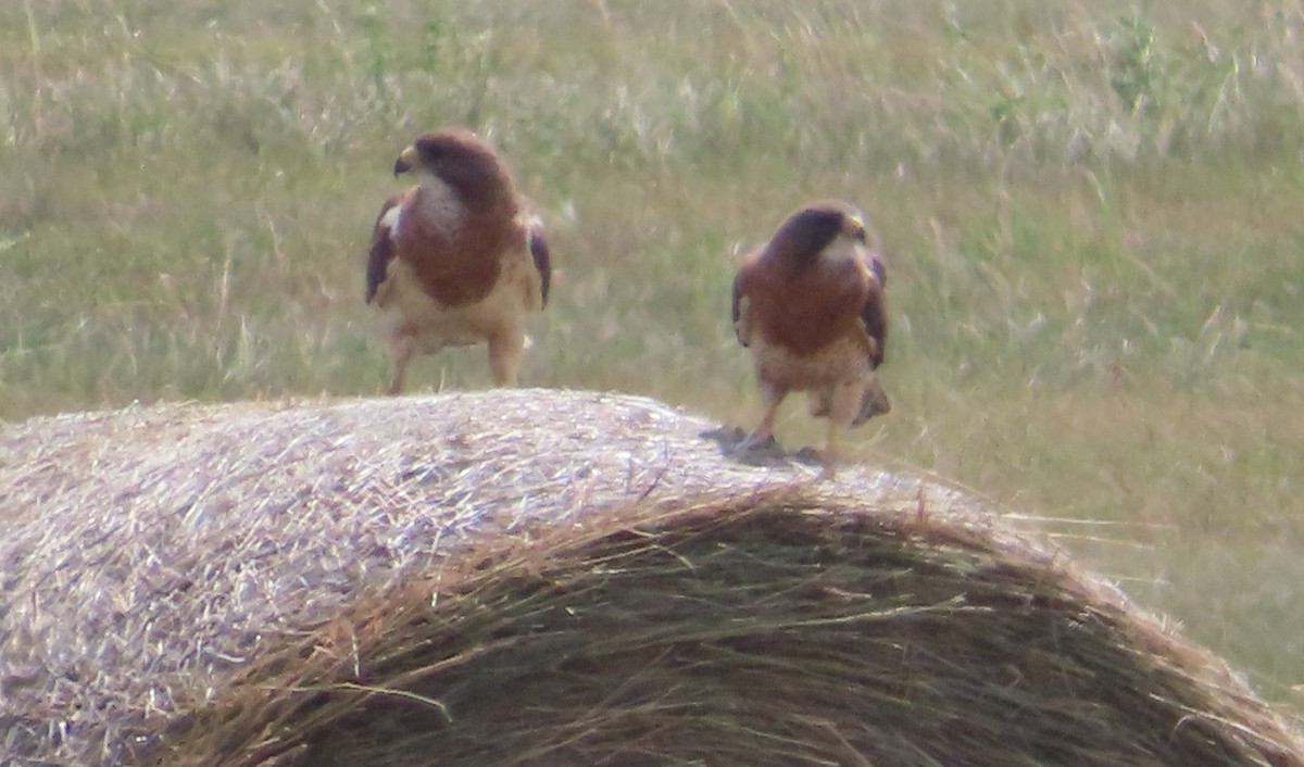 Swainson's Hawk - ML638592828