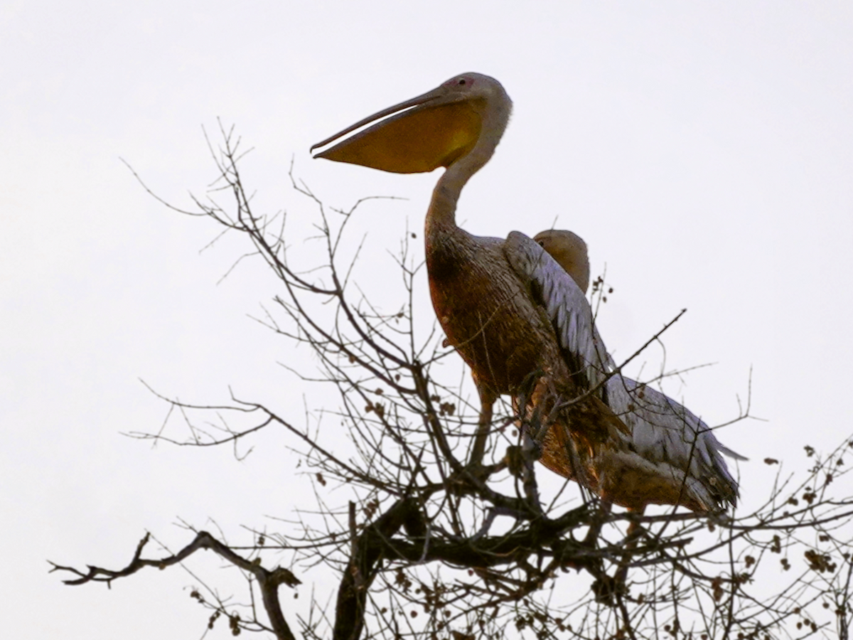 Great White Pelican - ML638592847
