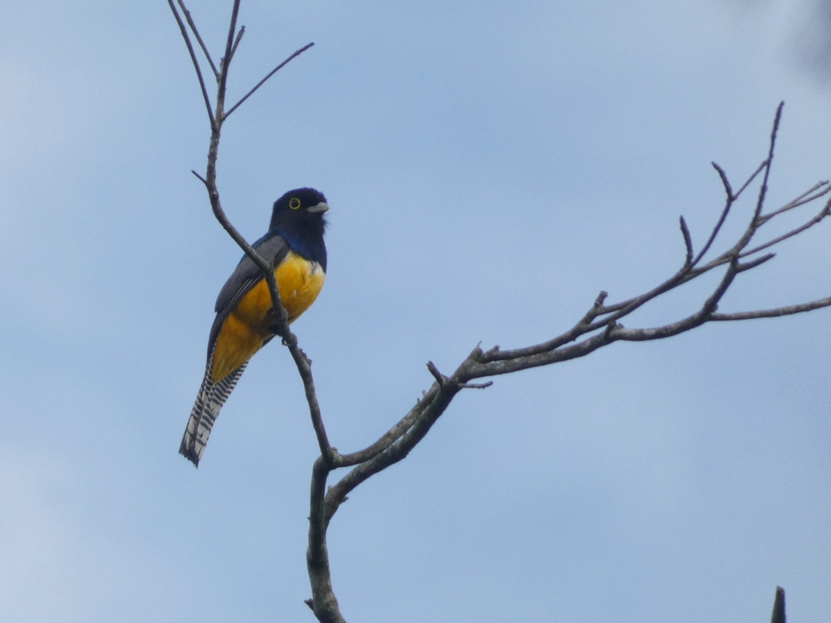 Gartered Trogon - ML638592870