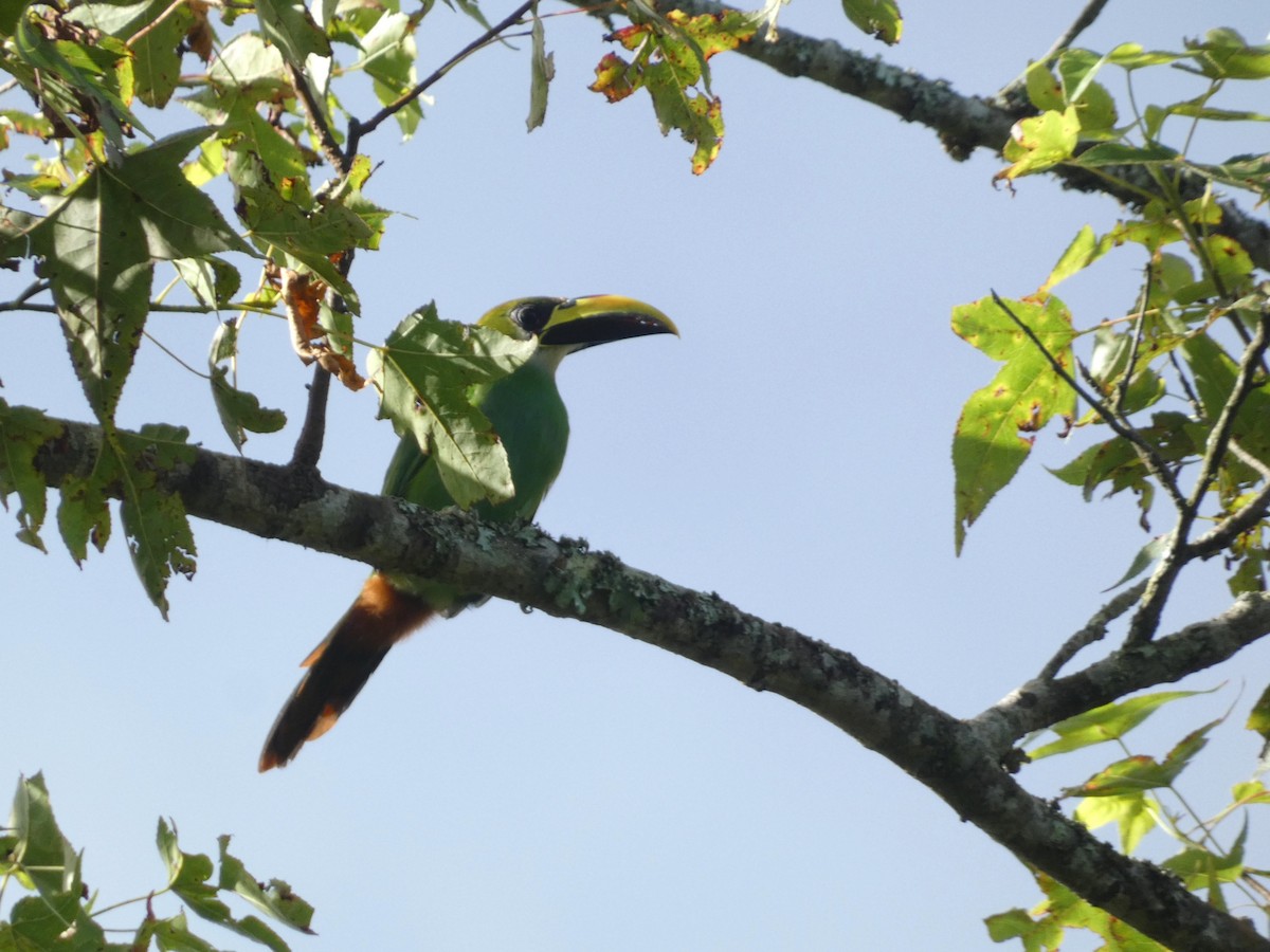 Northern Emerald-Toucanet - ML638592883