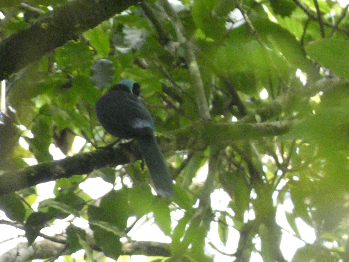 Azure-hooded Jay - ML638592893