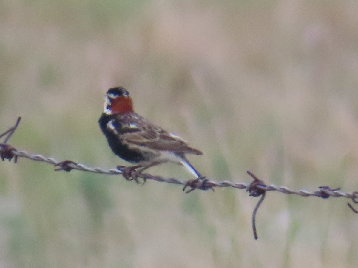 Chestnut-collared Longspur - ML638592942
