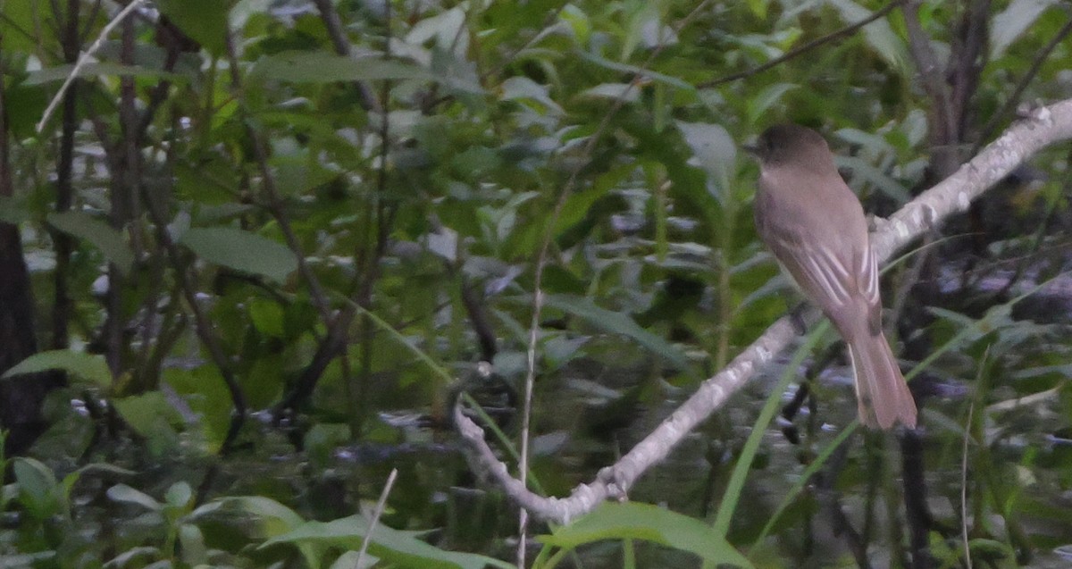 Eastern Phoebe - ML638592966
