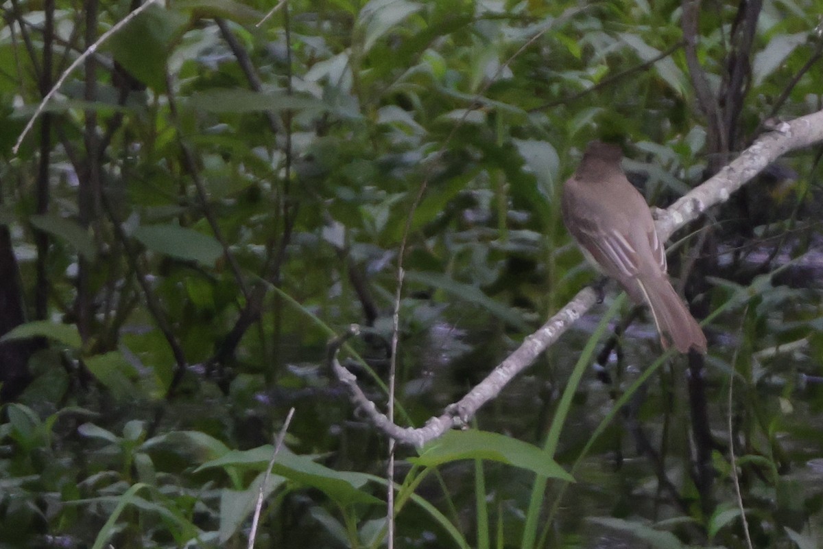 Eastern Phoebe - ML638592967