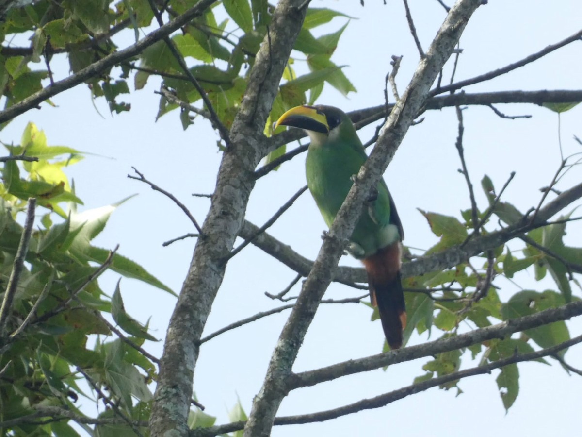 Northern Emerald-Toucanet - ML638592981