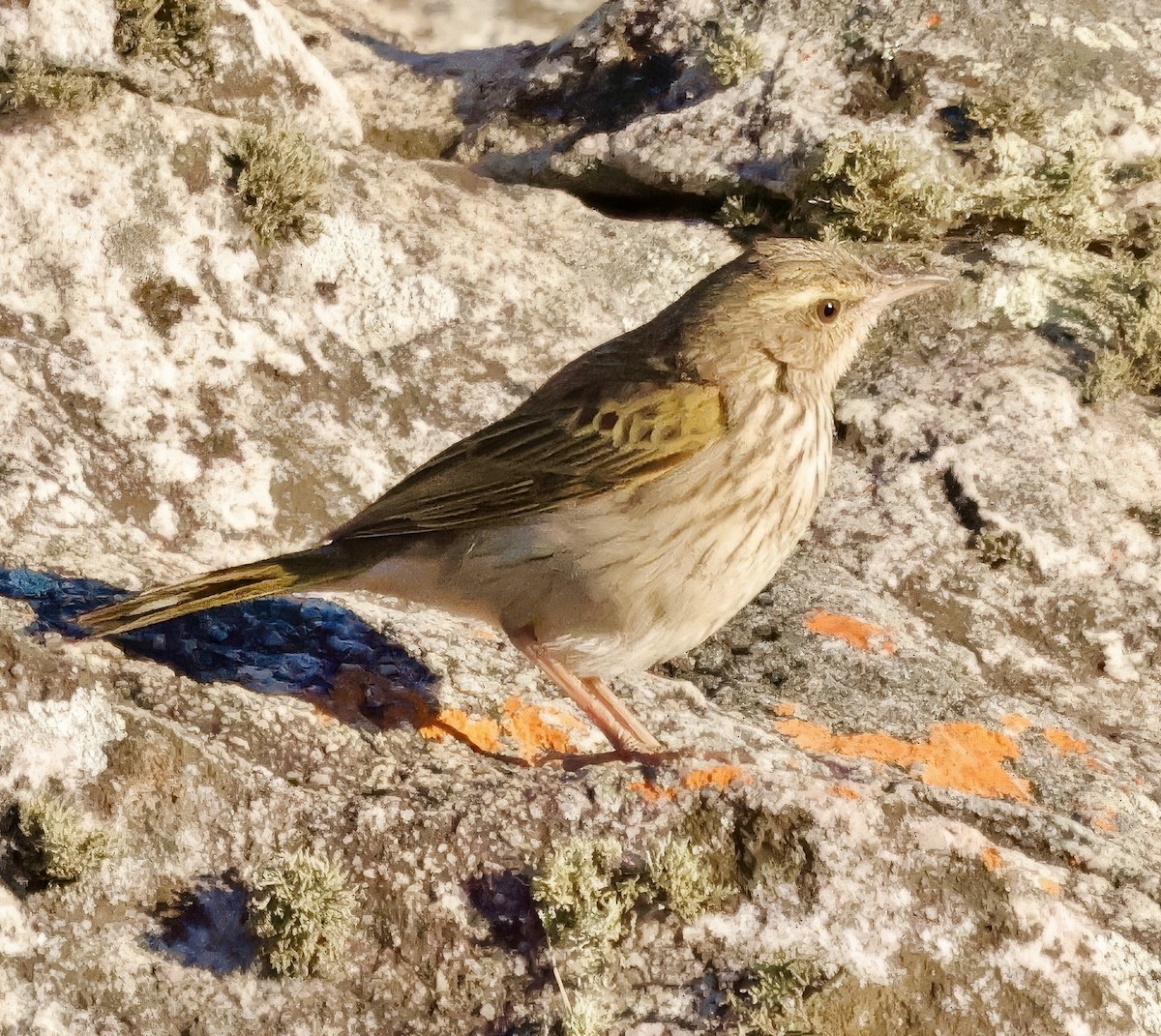 stripepiplerke - ML638593031
