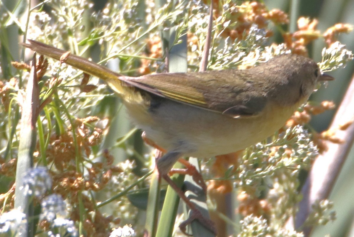 צהוב-גרון - ML638593095