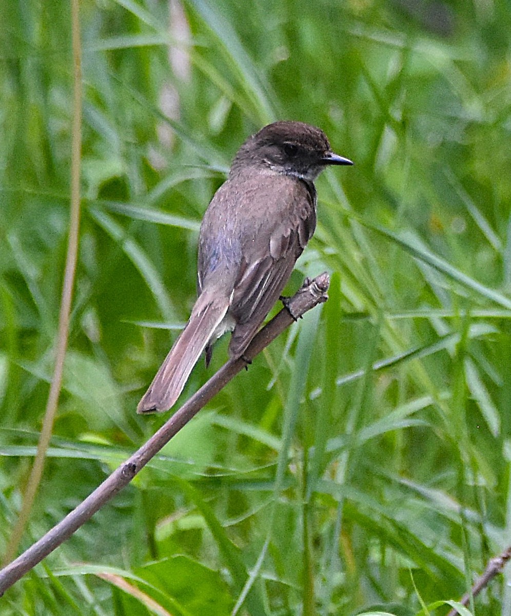 Eastern Phoebe - ML638593121
