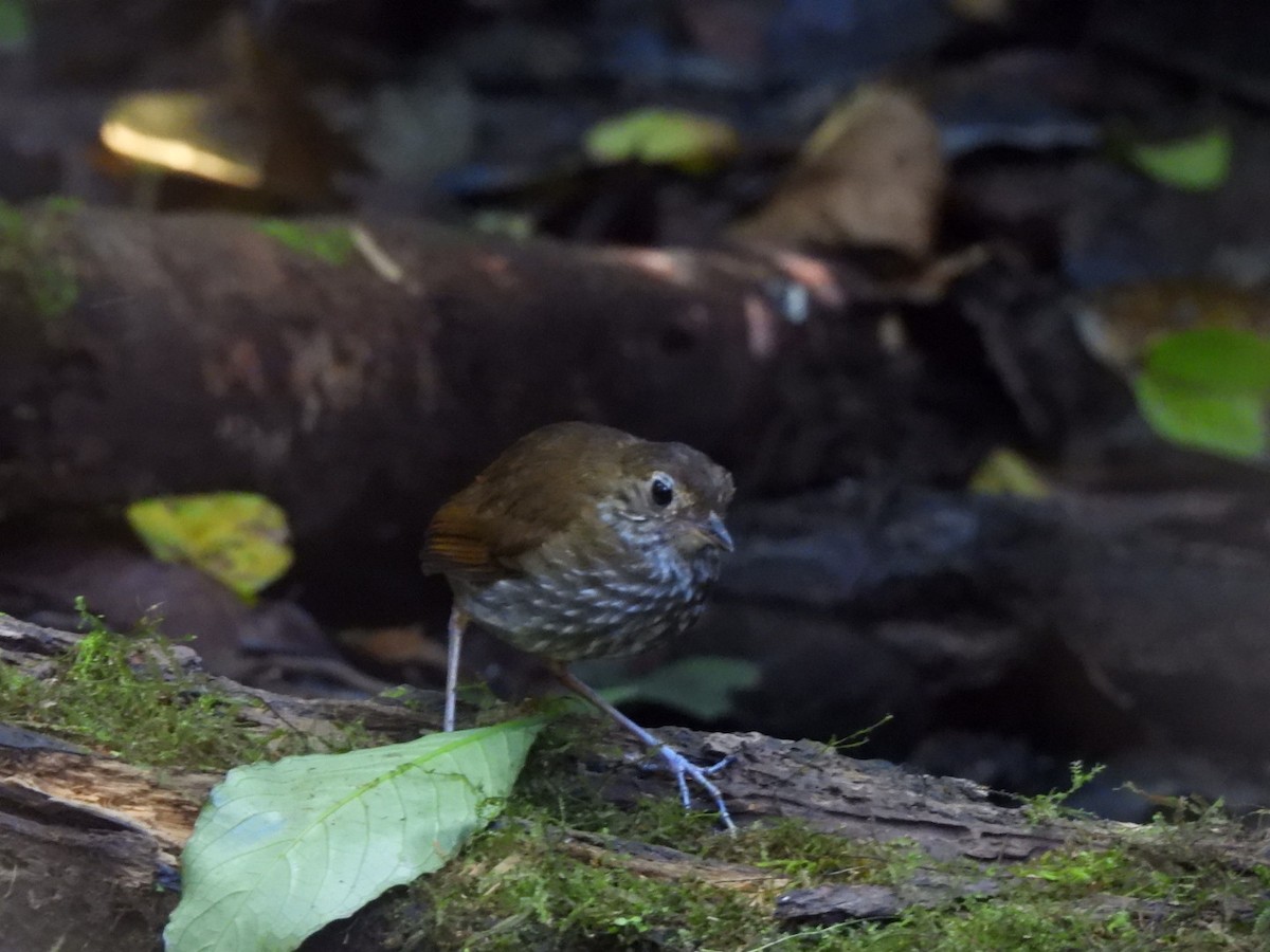 Thrush-like Antpitta - ML638593157