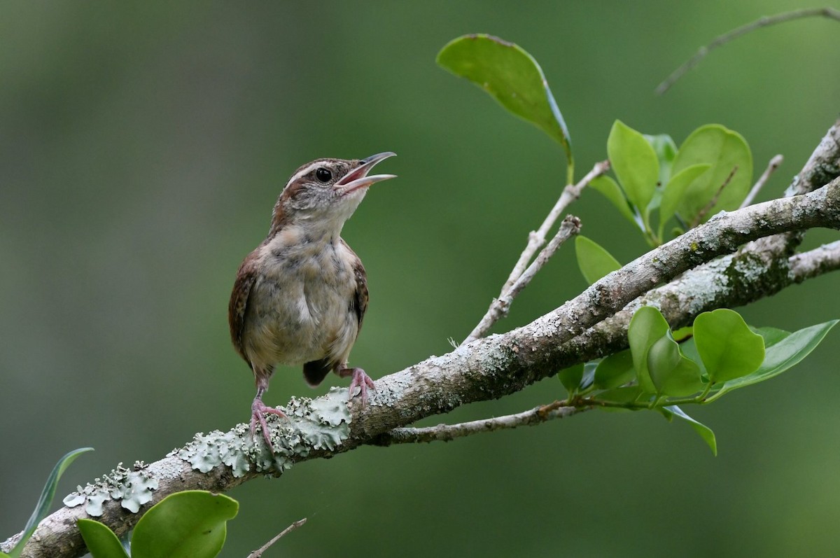Carolina Wren - ML638593161