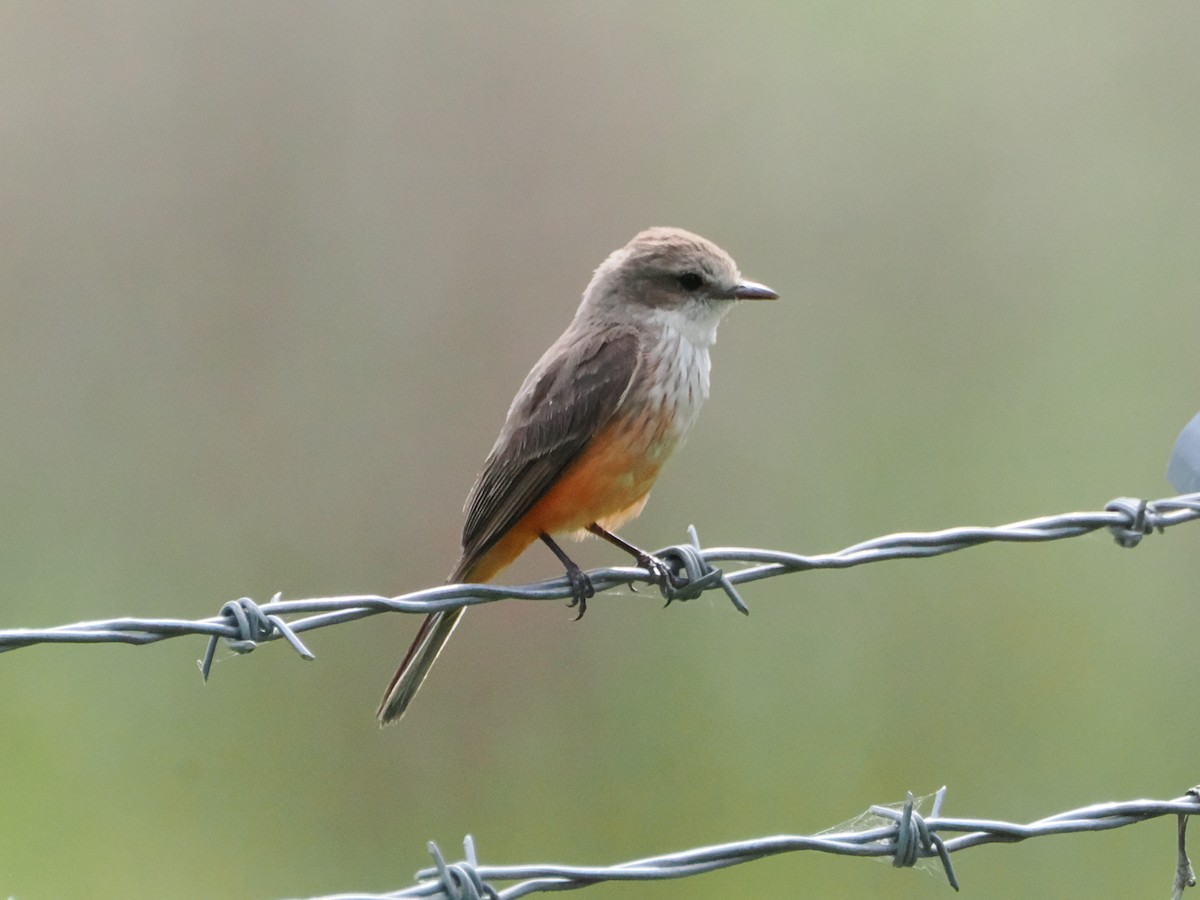 Vermilion Flycatcher (Northern) - ML638593167
