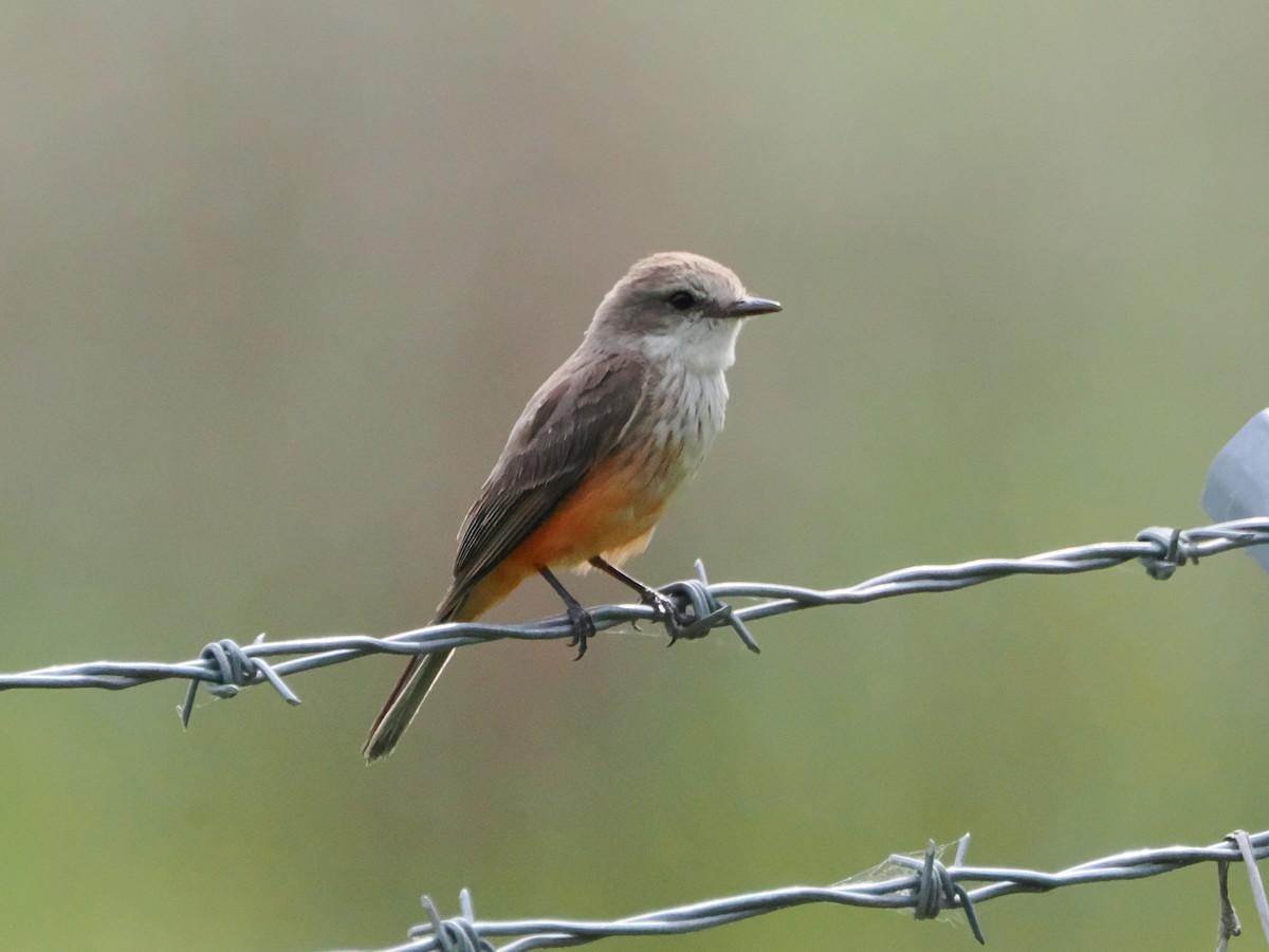 Vermilion Flycatcher (Northern) - ML638593168