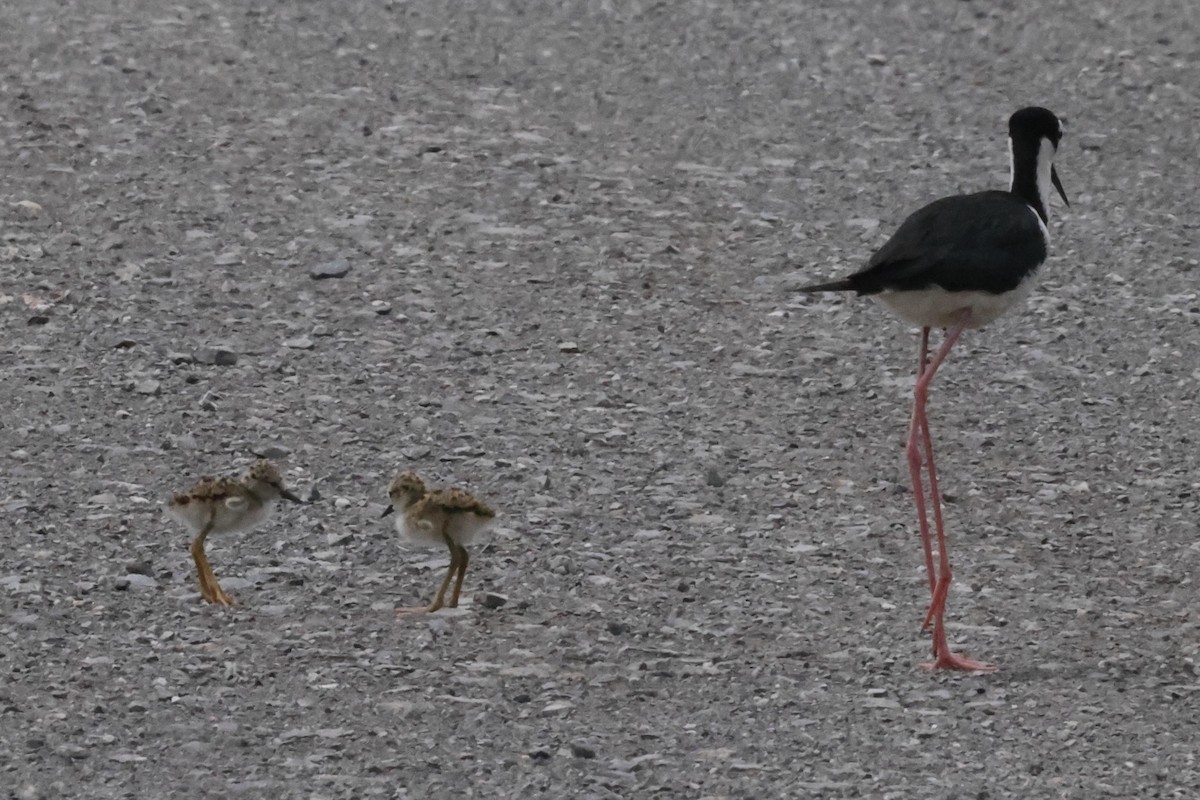 Black-necked Stilt - ML638593176