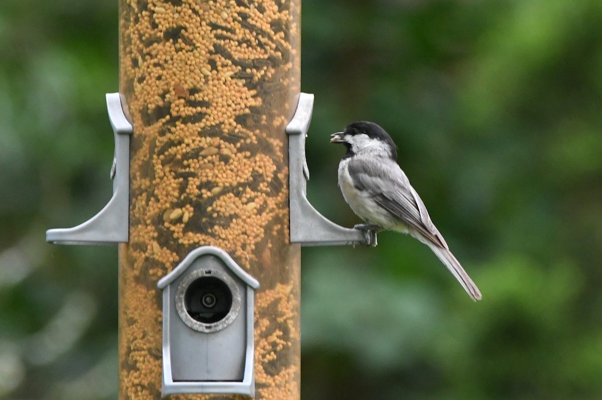 Carolina Chickadee - ML638593196