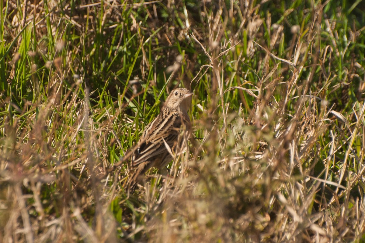 Hellmayr's Pipit - ML638593205