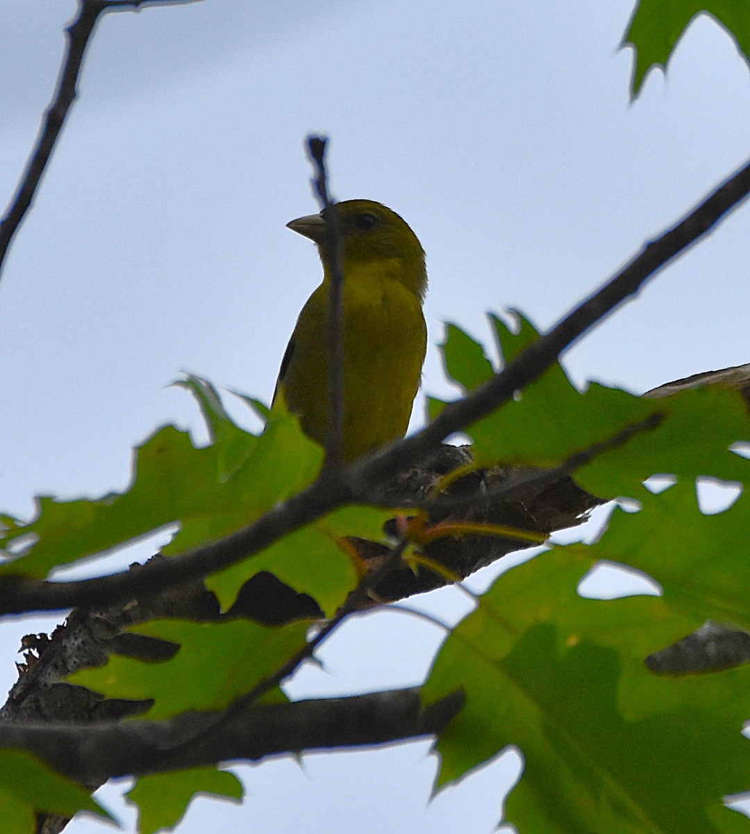 Scarlet Tanager - ML638593217