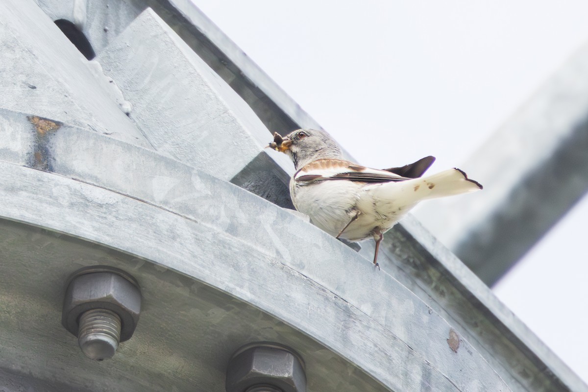 White-winged Snowfinch - ML638593266
