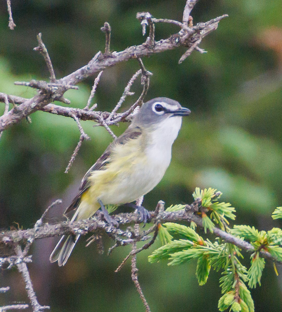 Blue-headed Vireo - ML638593271