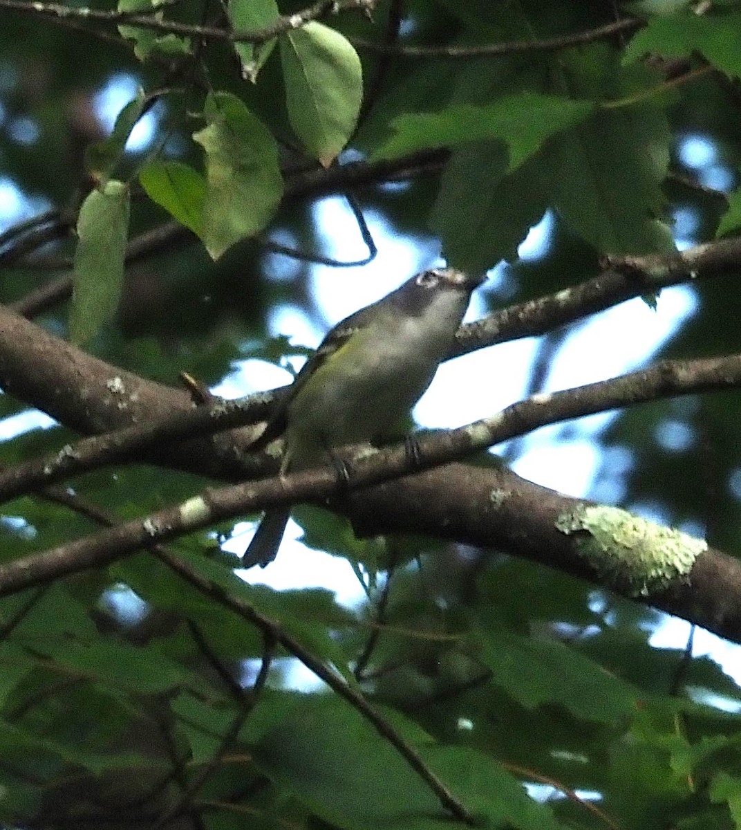 Blue-headed Vireo - ML638593288