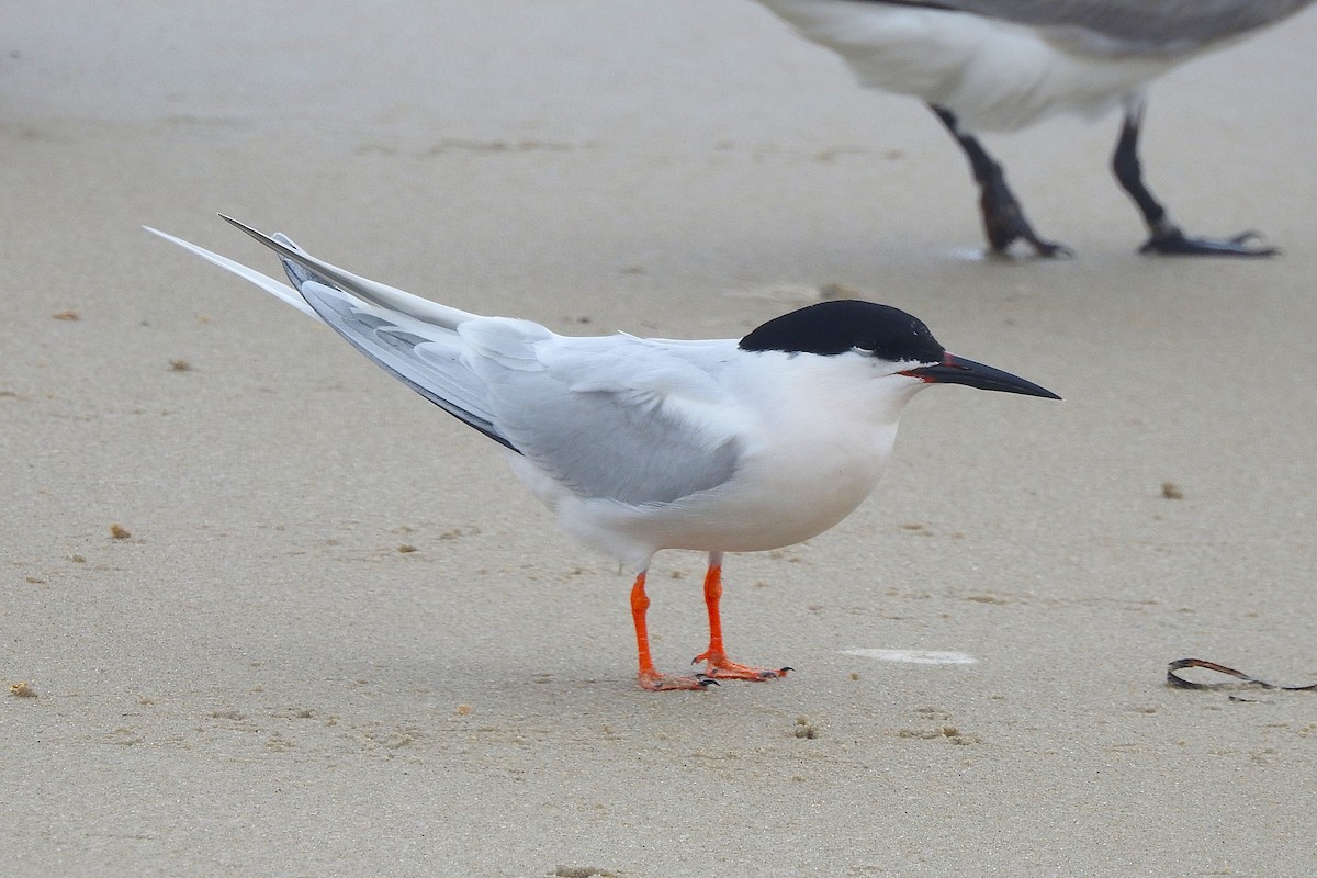 Sterne de Dougall - ML638593293