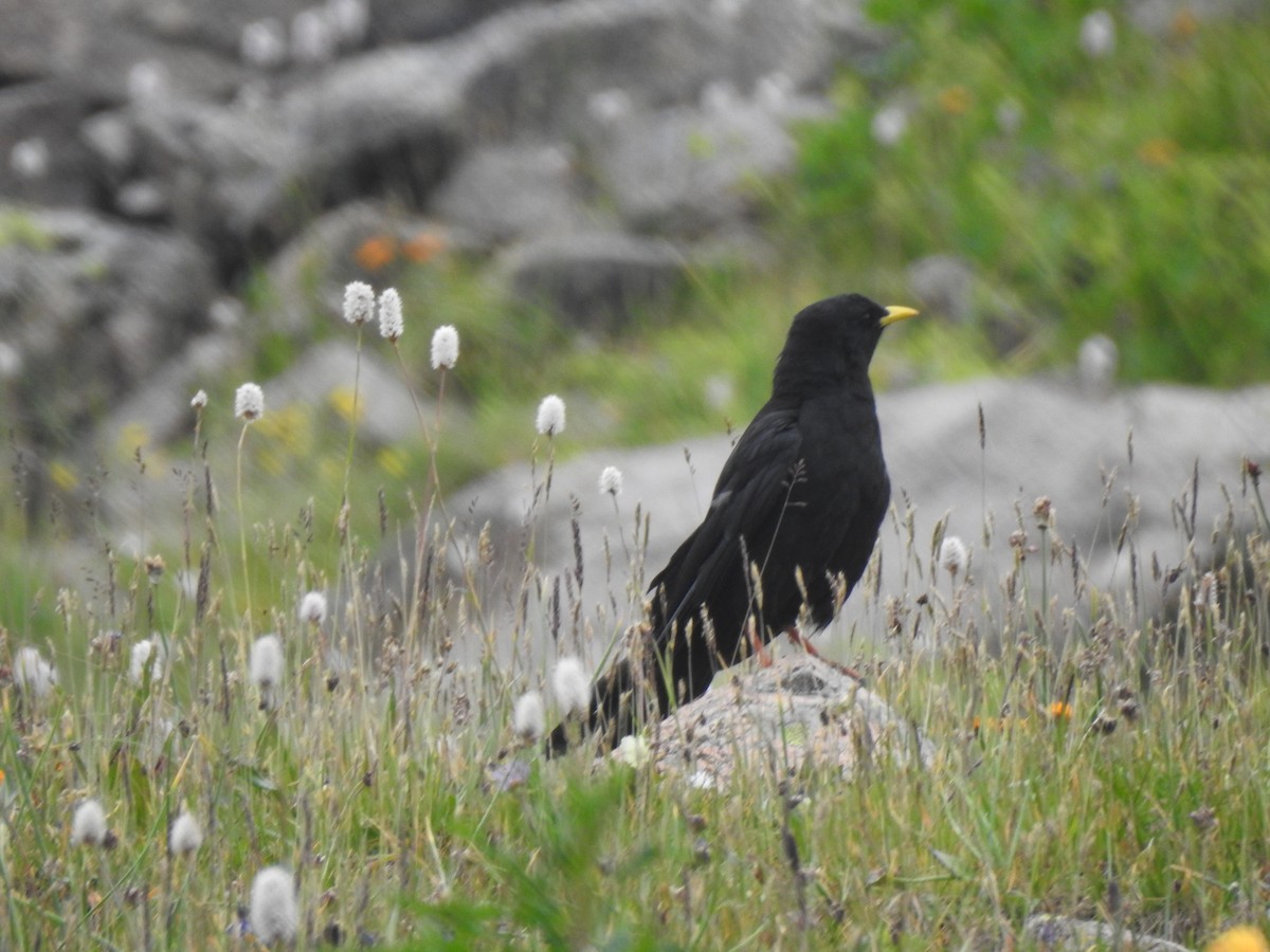 Yellow-billed Chough - ML638593316