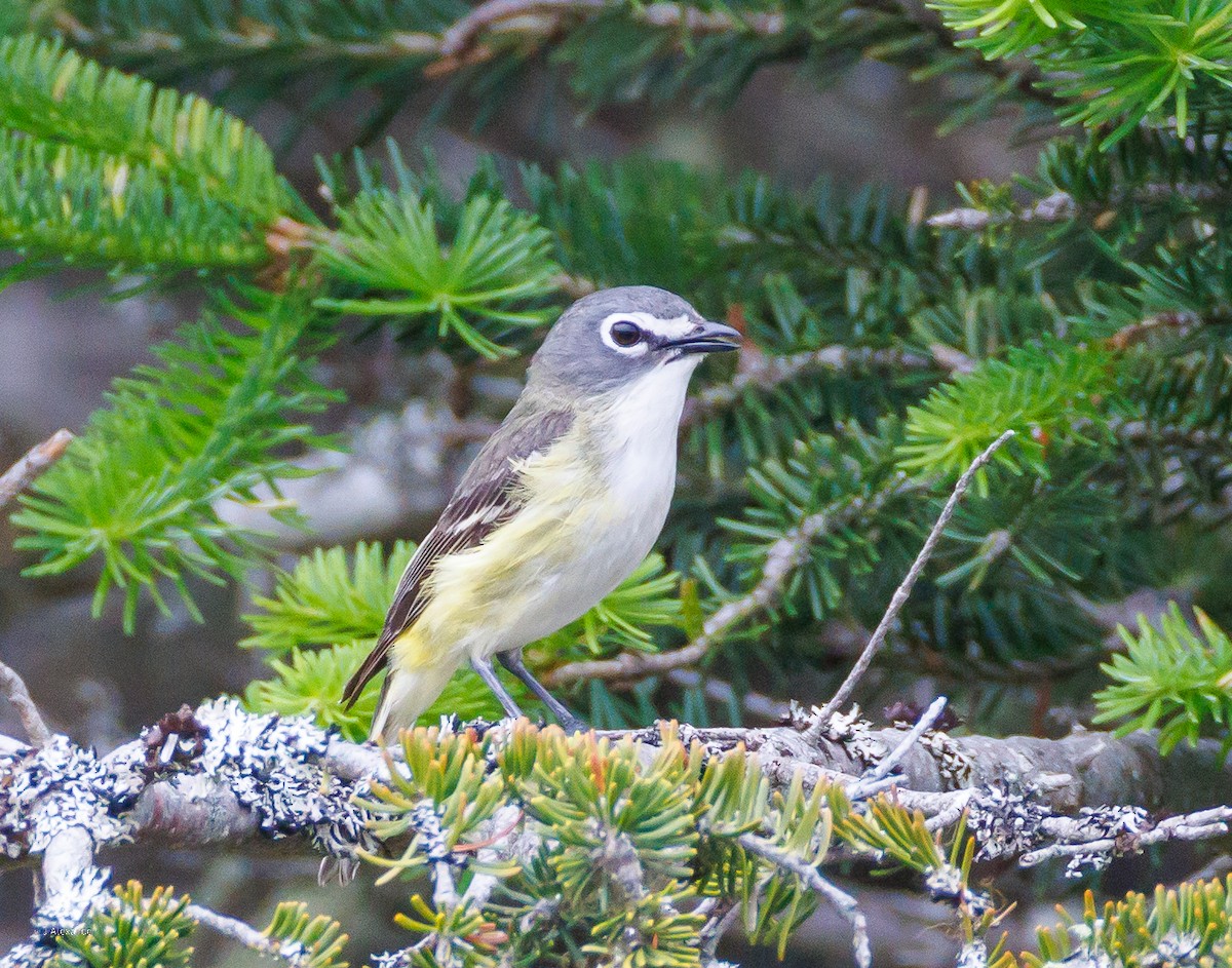 Blue-headed Vireo - ML638593323