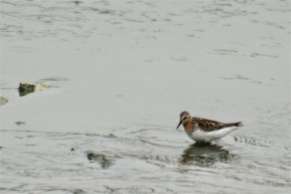 紅胸濱鷸 - ML638593335