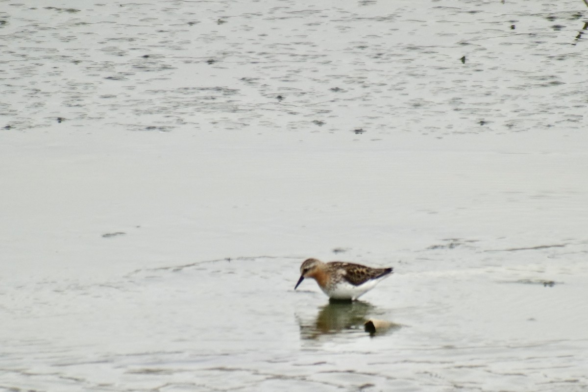 紅胸濱鷸 - ML638593336