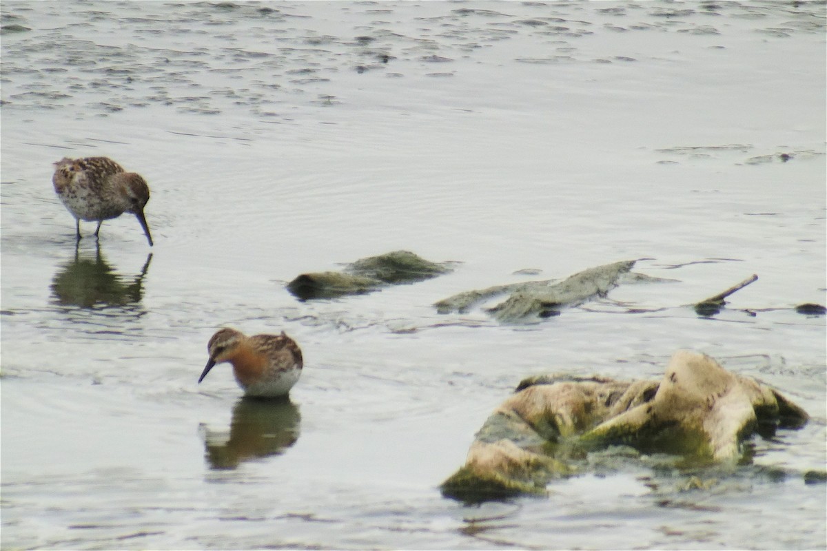 紅胸濱鷸 - ML638593337