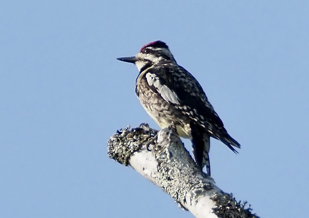 Yellow-bellied Sapsucker - ML638593359