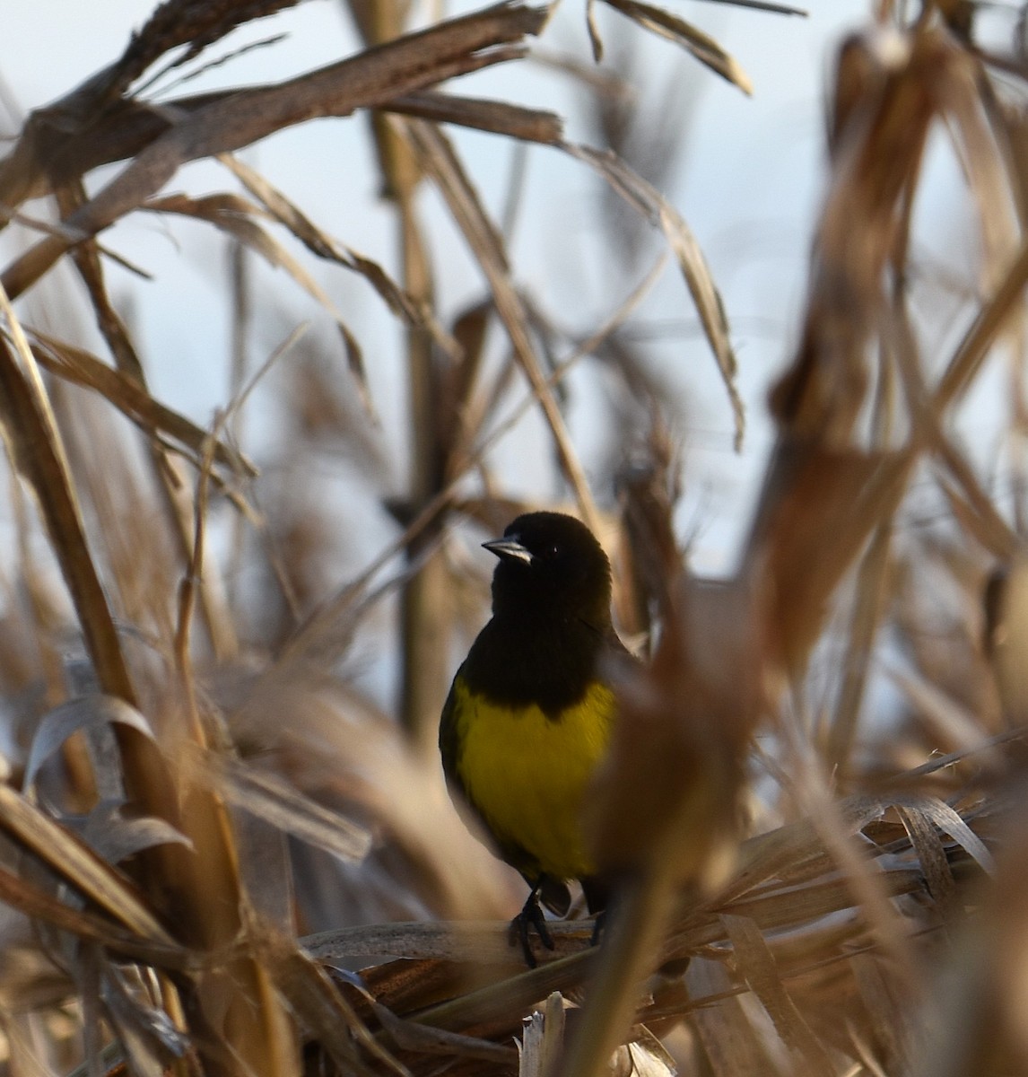 Brown-and-yellow Marshbird - ML638593375