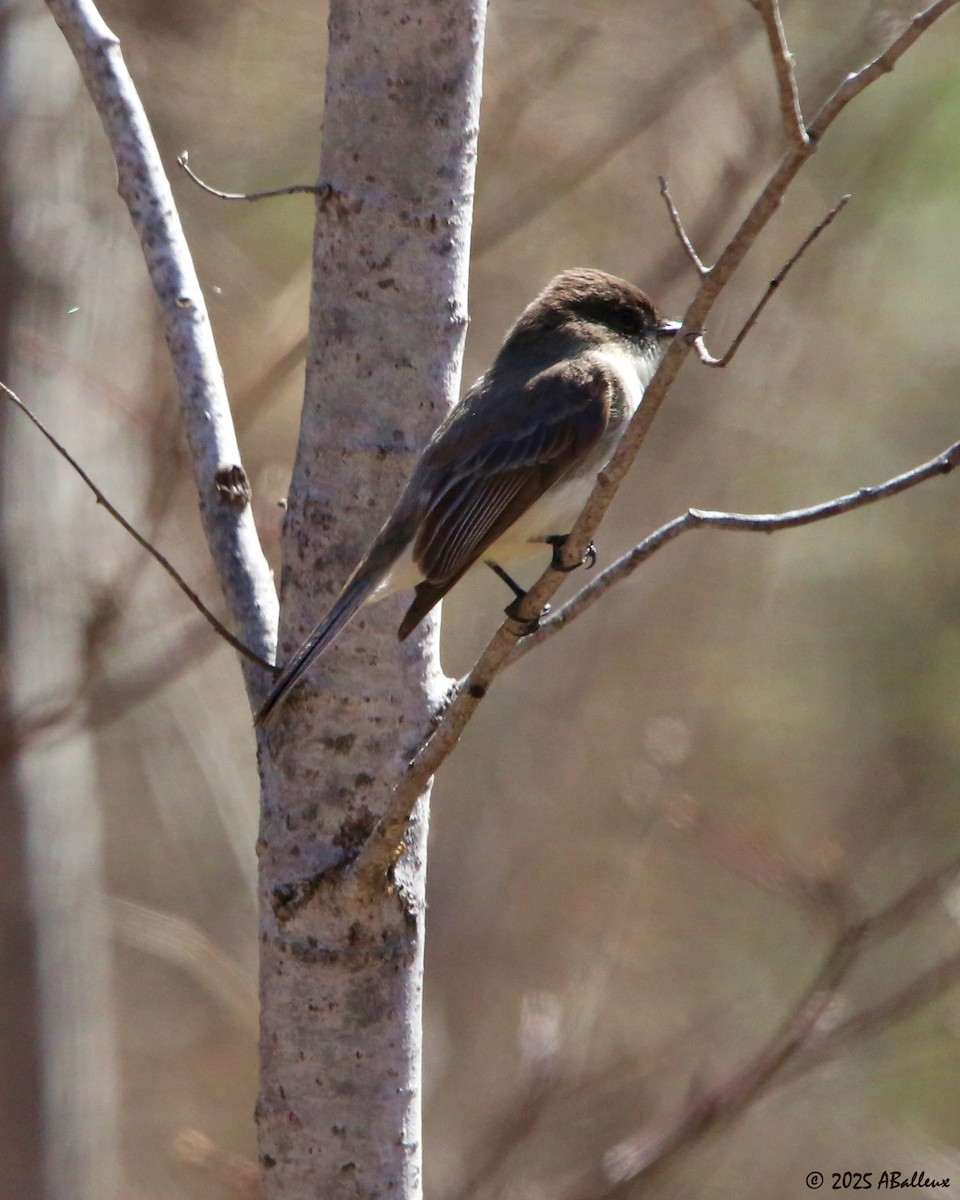 Eastern Phoebe - ML638593388
