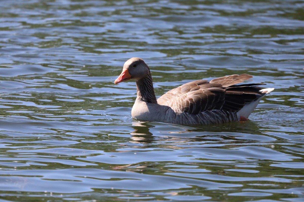 Graylag Goose - ML638593449