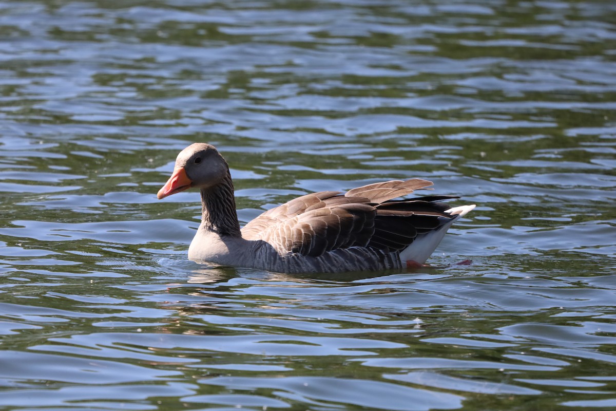 Graylag Goose - ML638593450