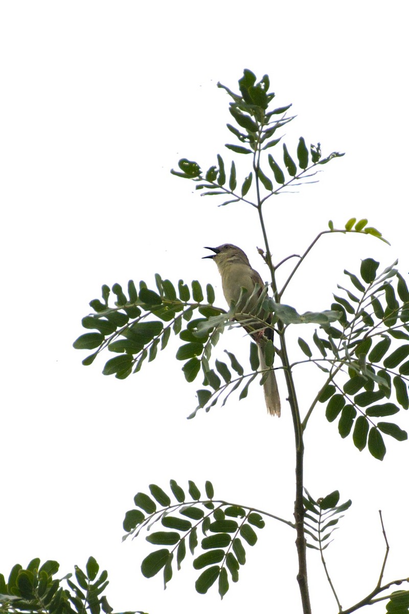 Jungle Prinia - ML638593457