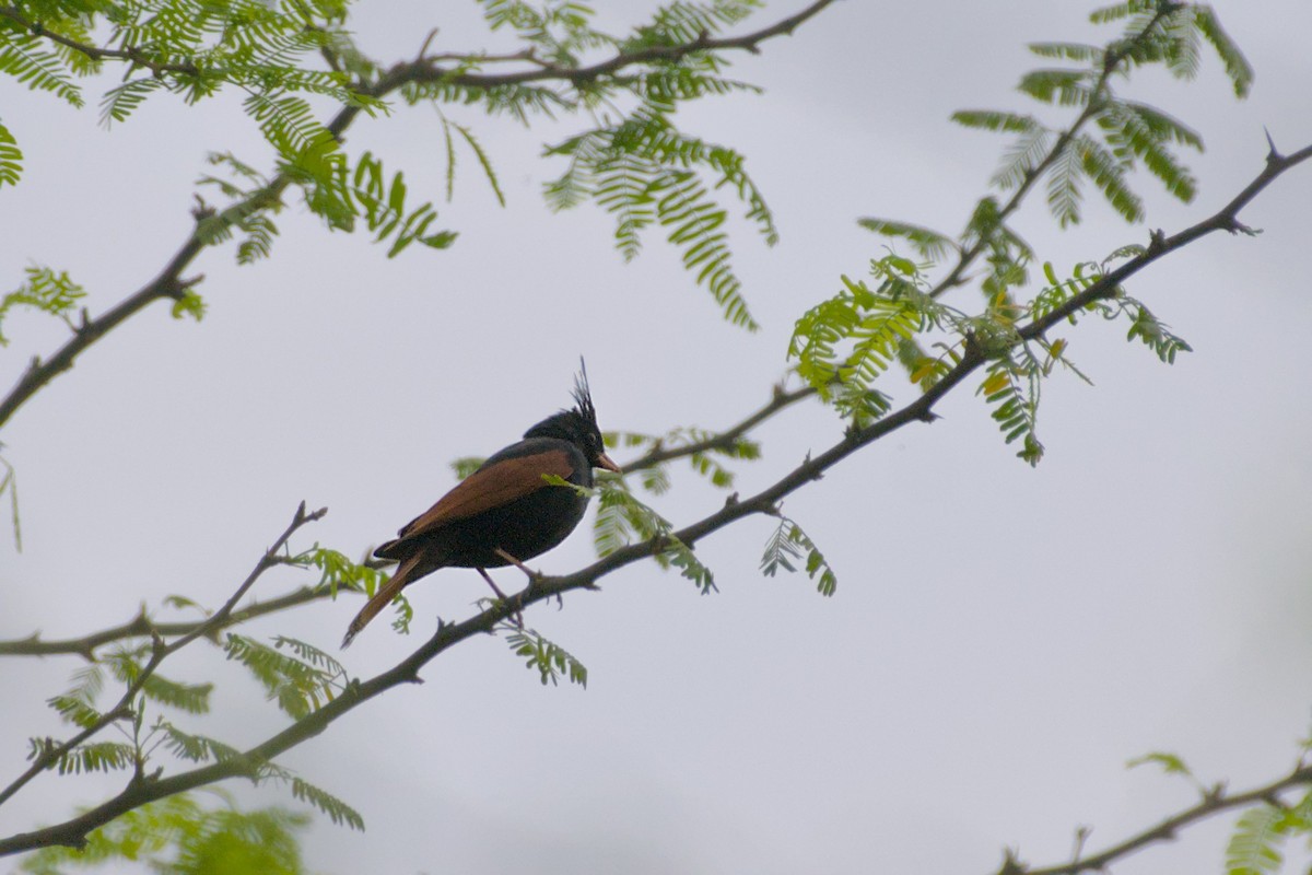 Crested Bunting - ML638593460