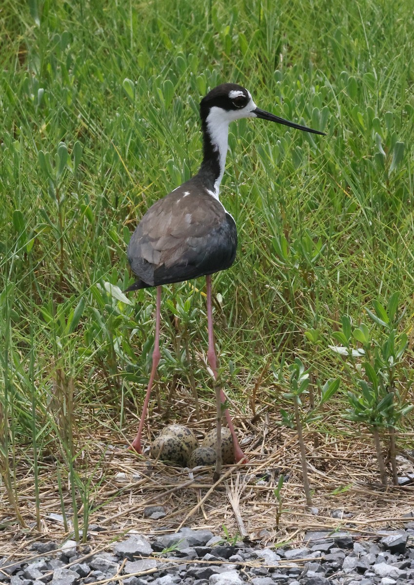 Black-necked Stilt - ML638593461