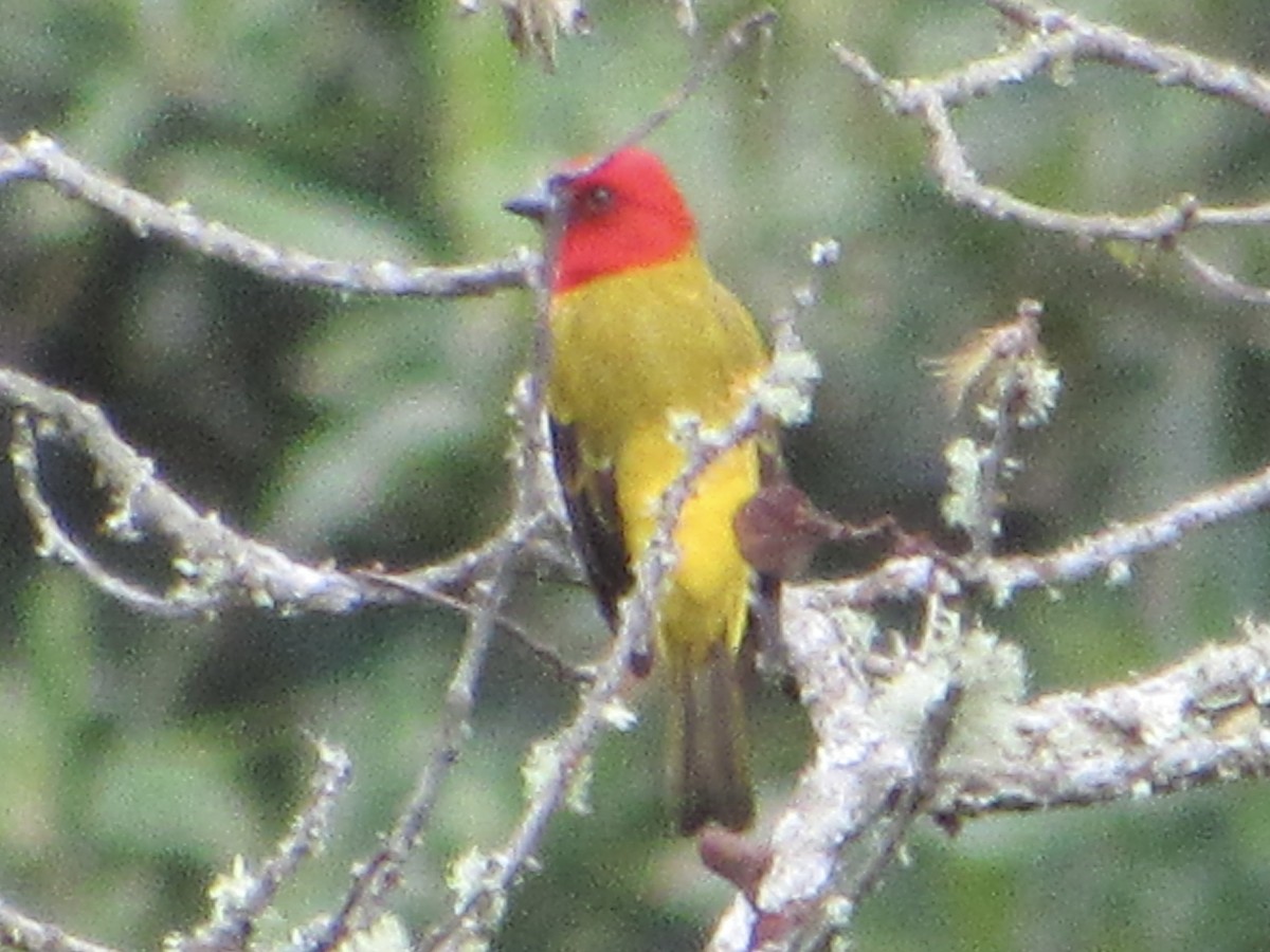 Red-hooded Tanager - ML638593509