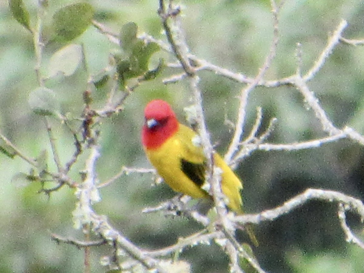 Red-hooded Tanager - ML638593514